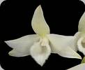 Dendrobium parishii var. alba